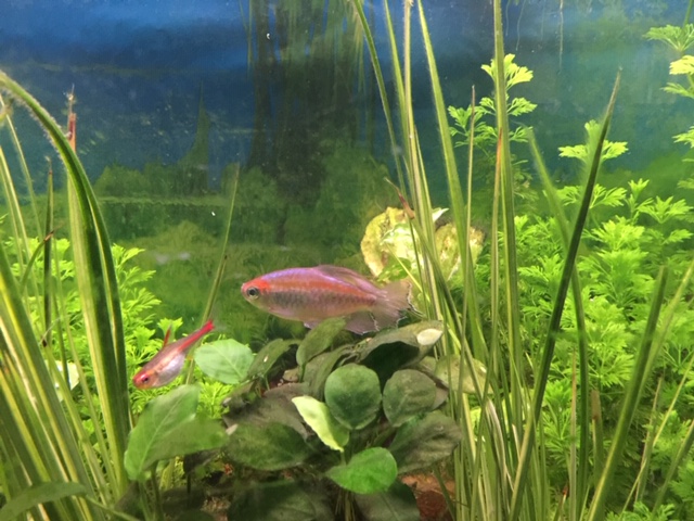 Congo Tetra Majestic And Exotic